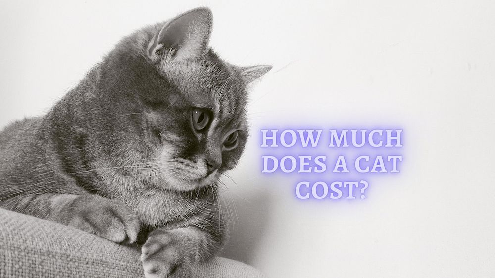 How much does it Cost to have a Cat Cost of having a Cat