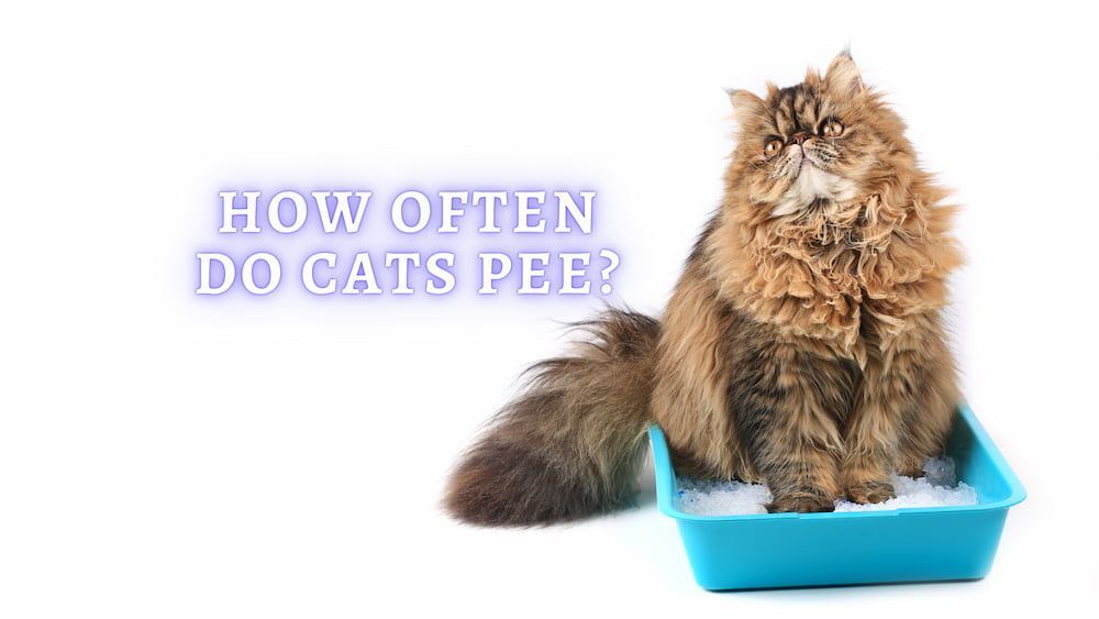 how often do cats pee