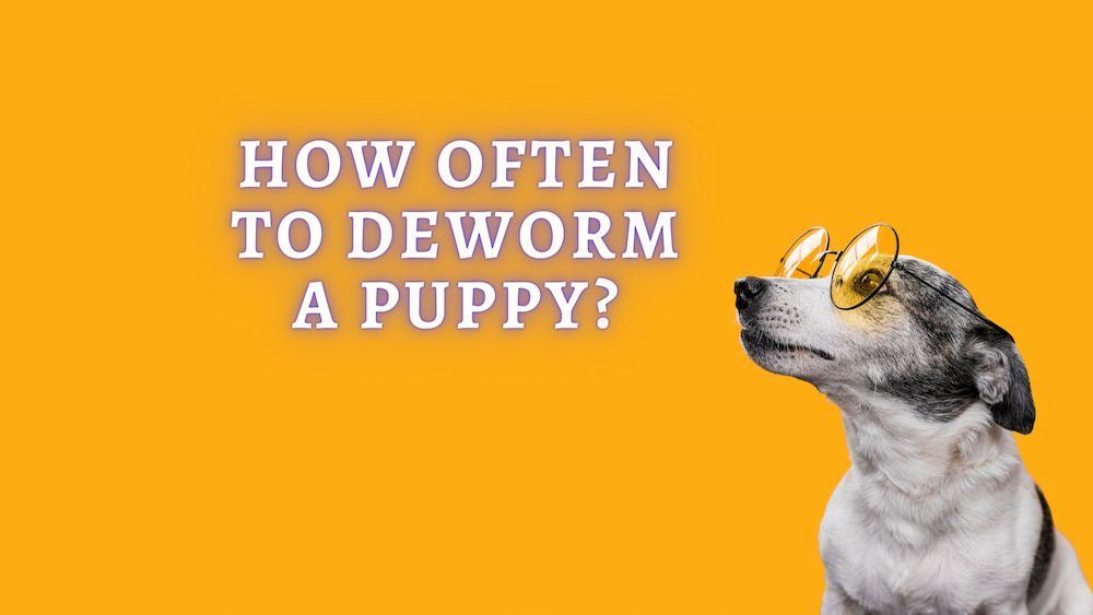 how often to deworm a puppy