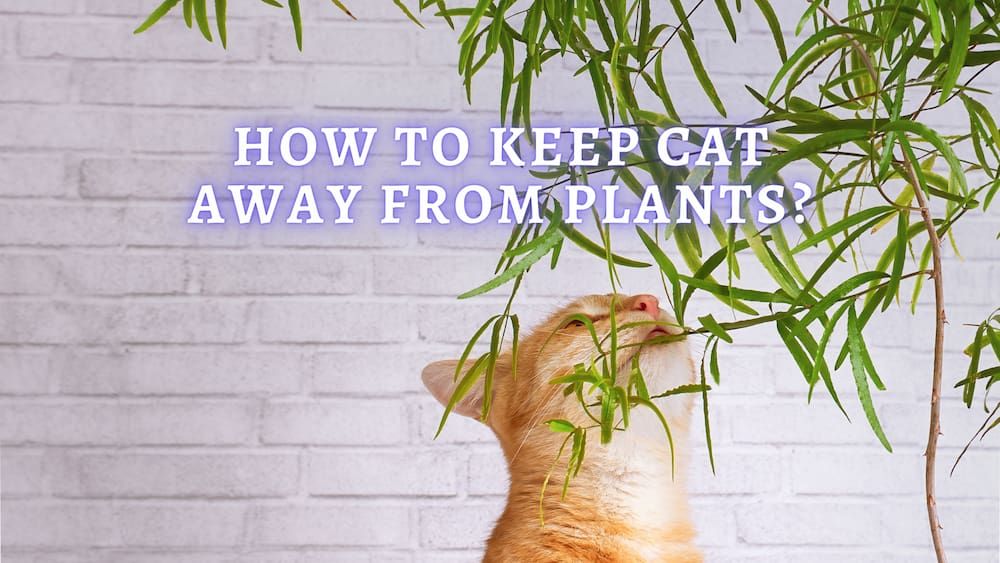 13 Simple Options To Keep Cats Out Of