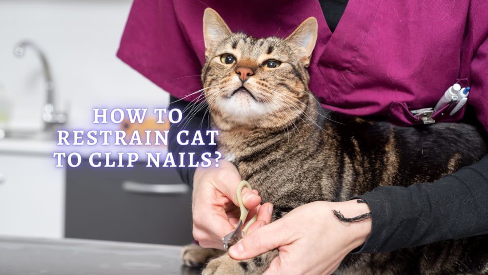How to Restrain a Cat to Clip Nails: Tips to Wrap a Cat in a Towel