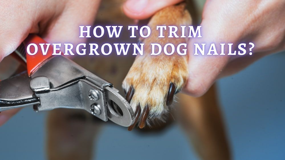 how to trim dog nails that are overgrown