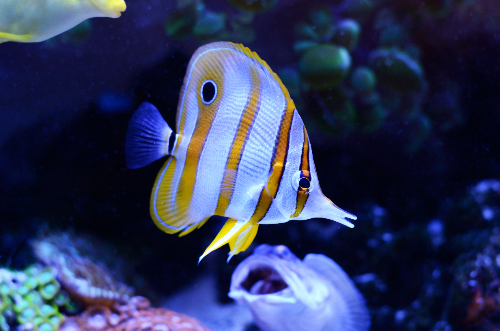 Most Popular Saltwater Aquarium Fish - Popular Saltwater Fish