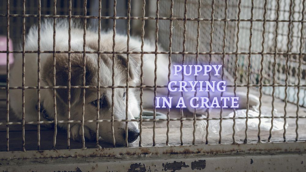 Puppy Crying in Crate How to stop Puppy crying in Crate