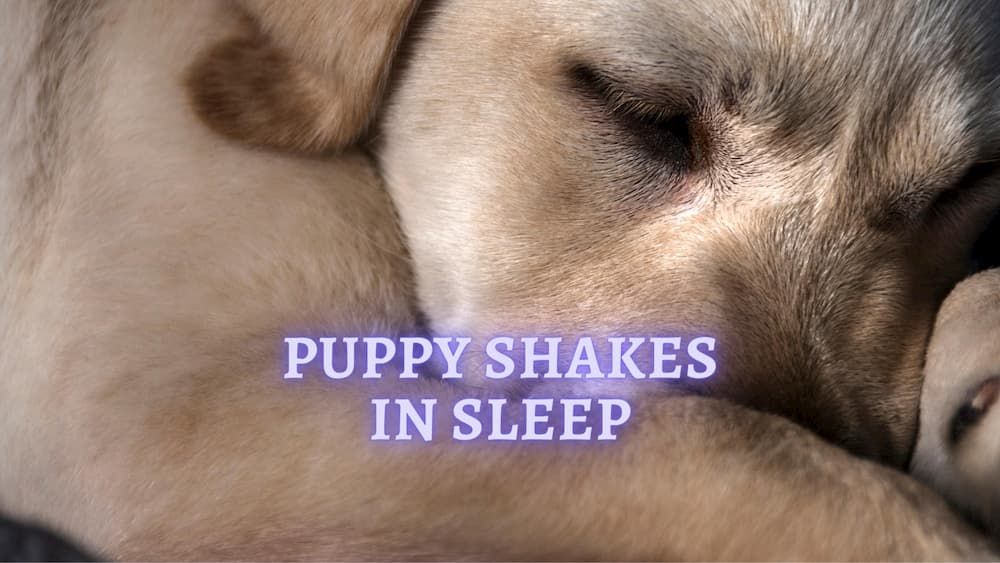 Puppy Twitching in Sleep Why Dog Shaking While Sleeping