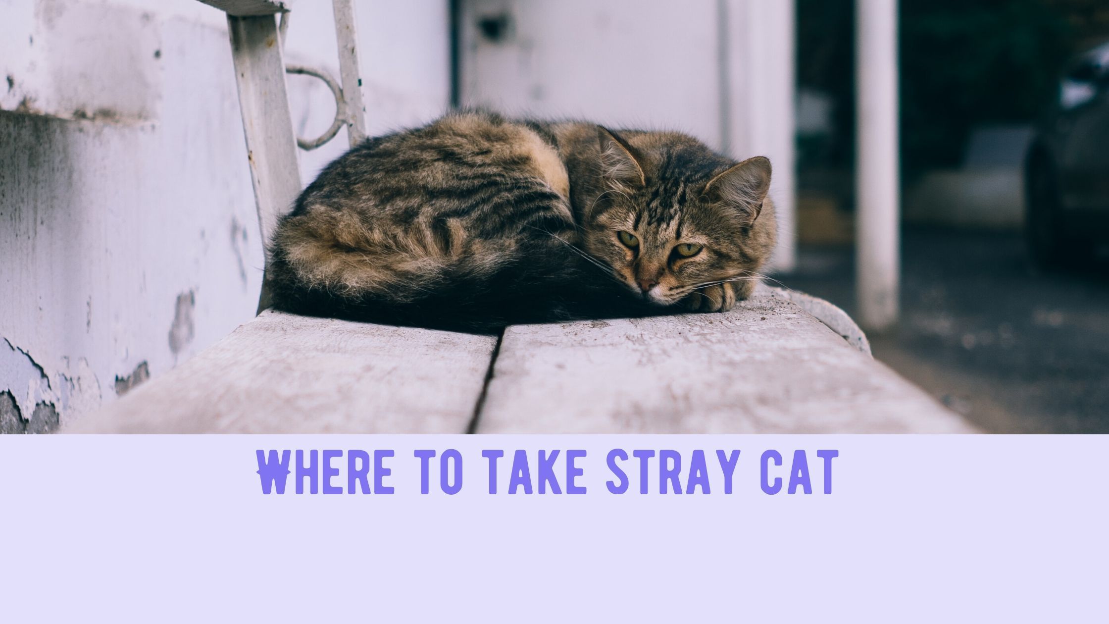 Where Can i Take a Stray Cat ᐉ US Organizations to Take a Stray Cat
