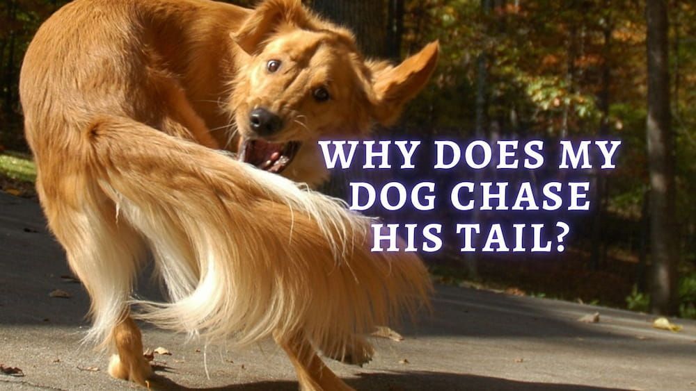 How to stop your dog from chasing their tail
